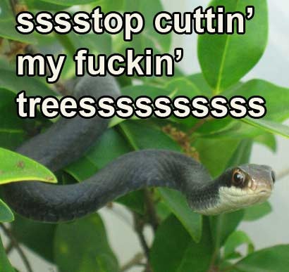 snake-in-tree